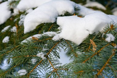 Çam dallarında kar. Kış arkaplanı..