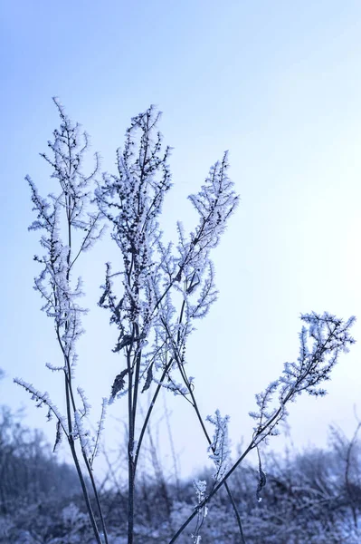 寒冷的冬日 草地上的霜 模糊的背景 复制的空间 — 图库照片