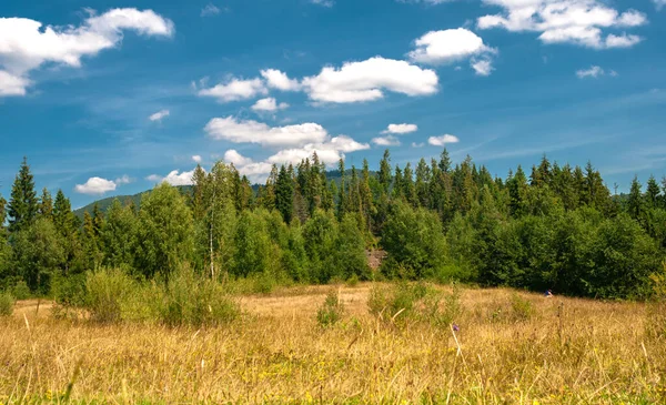 Karpatların üzerinde beyaz bulutlar olan mavi gökyüzü. Dağın tepesinde güneşli bir gün. Yeşil ağaçlar güneşte kurumuş otlardır..