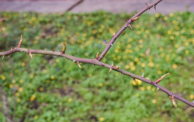 Dikenli ve çiçek açan bir gül dalı. Arkaplanı bulanık..
