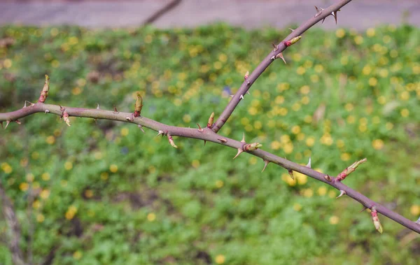 とげと開花芽を持つバラの枝 背景がぼやけている — ストック写真