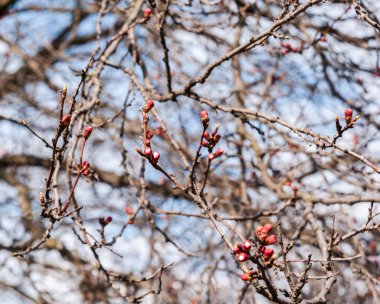 Güneşli bir bahar günü. Çiçek açan bütçeli kiraz dalı. Arka plan bulanık..