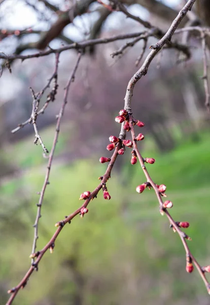 春の晴れた日 開花期の桜の枝 背景がぼやけています — ストック写真