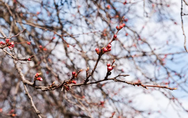 春の晴れた日 開花期の桜の枝 背景がぼやけている — ストック写真