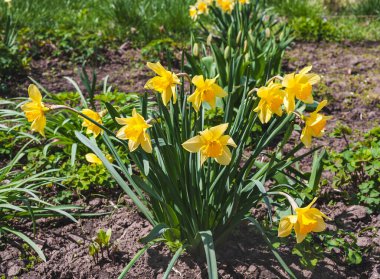 Bahar güneşli bir gün. Çiçek açan sarı nergis çalısı..