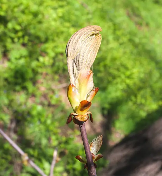 Una Soleggiata Giornata Primaverile Diffondendo Castagno Bud Copy Spazio — Foto Stock