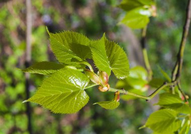 Parkta güneşli bir bahar günü. Bir filizlenme. Kavak yapraklarının gençliği..