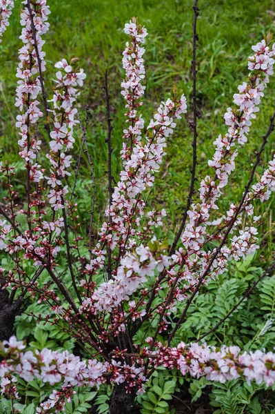 Primavera Day Blossoming Cereja Branches Fundo Turvo — Fotografia de Stock