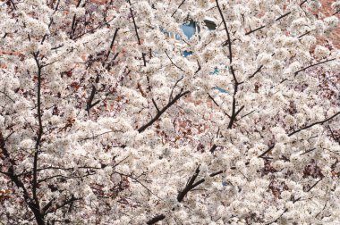Bahçede güneşli bir bahar günü. Çiçek açan kayısı ağacı. Meyve ağacı dokusu.,