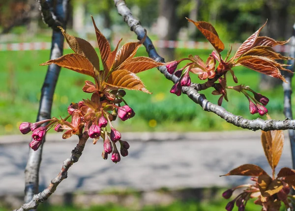 庭の晴れた春の日 花の芽と葉を持つ桜の枝 — ストック写真