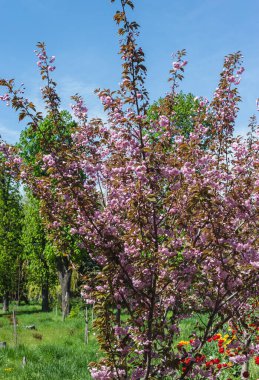 Parkta güneşli bir bahar günü. Parktaki çiçek açan sakura ağacı. Arka plan bulanık..