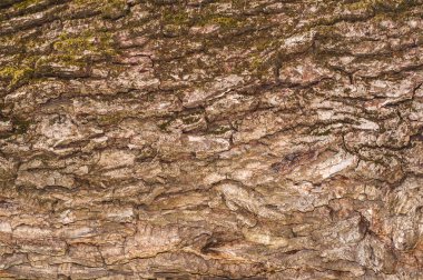 Ağaç kabuğu dokusu. Ağaç kabuğunda yosun. Güneş tarafından aydınlatılmış yaşlı ağaç..