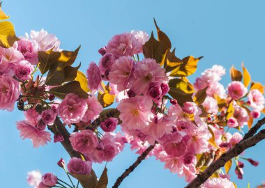 Parkta güneşli bir bahar günü. Mavi gökyüzüne karşı çiçek açan Sakura dalı. Anlaşıldı..