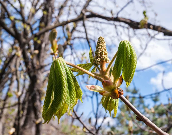 Dia Primavera Ensolarado Parque Jovens Folhas Castanha Uma Vela Castanheiro — Fotografia de Stock