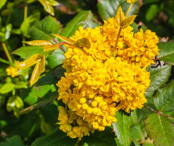 Spring Sunny Day Garden Bright Yellow Mahonia Flowers Background Blurred — Stock Photo, Image