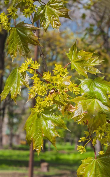Primavera Dia Ensolarado Parque Maple Ramo Com Folhas Ácer Frescos — Fotografia de Stock