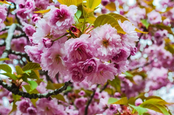 Însorită Primăvară Parcare Ramură Sakura Flori Roz Frumoase Fundalul Este — Fotografie, imagine de stoc