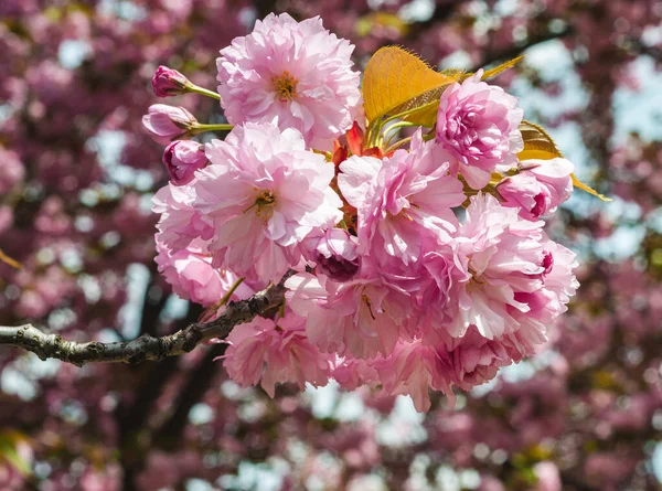 Весна Солнечный День Парке Веточка Цветущих Сакур Красивые Розовые Цветы — стоковое фото