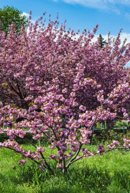 Parkta güneşli bir bahar günü. Parktaki çiçek açan sakura ağacı. Arka plan bulanık..