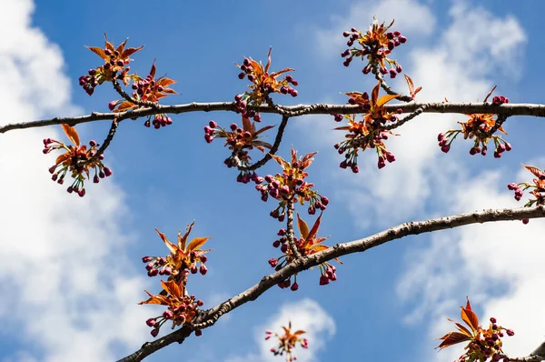 庭の晴れた春の日 白い雲と青い空に花芽と葉を持つ桜の枝 スペースをコピー — ストック写真