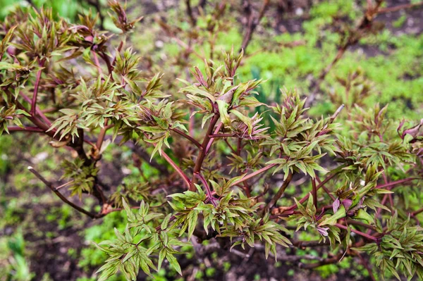 Spring Sunny Day First Leaves Tree Peony Copy Space — Stock Photo, Image