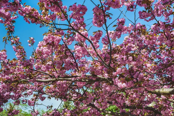 Våren Solig Dag Parken Kvist Blommande Sakura Vackra Rosa Blommor — Stockfoto
