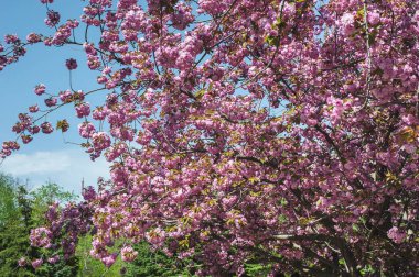 Parkta güneşli bir bahar günü. Parktaki çiçek açan sakura ağacı. Arka plan bulanık..