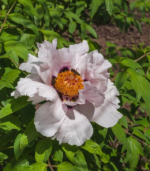 Solig Dag Trädgården Ljusrosa Blomma Trädliknande Pion Bin Blomma Bakgrunden — Stockfoto