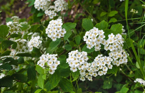 Primavera Día Soleado Arbustos Florecientes Spirea Fondo Borroso Copiar Espacio — Foto de Stock