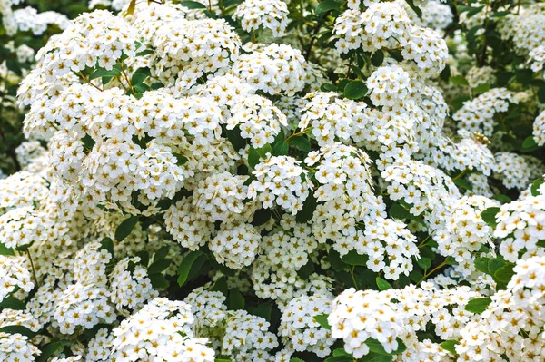 Spring Sunny Day Flowering Shrubs Spirea Background White Flowers Green — Stock Photo, Image