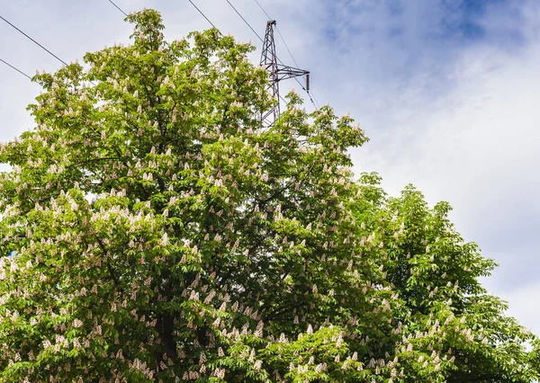 Giorno Primavera Castagno Coperto Fiori Torre Potere Dietro Albero Cielo — Foto Stock