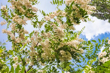 Beyaz bulutlu mavi gökyüzünün arka planında çiçek açan akasya dalları. Arka plan bulanık..
