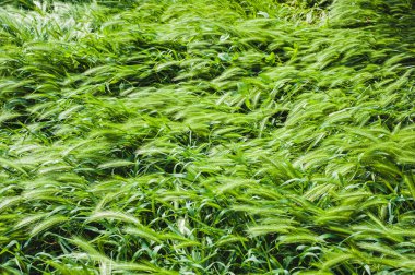 Bahar güneşli bir gün. Dikenli bir açıklık. Dikenli yeşil bir doku..