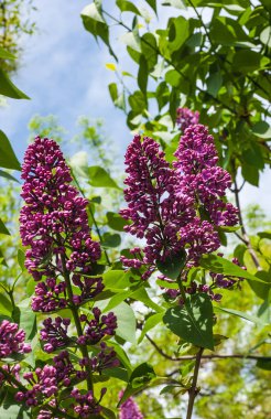 Bahçede güneşli bir gün. Yarım çiçekli mor bir leylak dalı. Arka plan bulanık..