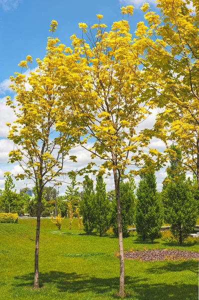 Summer Sunny Day Park Decorative Trees Yellow Leaves City Park — Stock Photo, Image