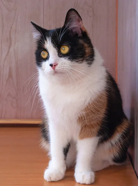 Tricolor Katt Med Mullvad Rosa Näsa Titta Borta Bakgrunden Suddig — Stockfoto