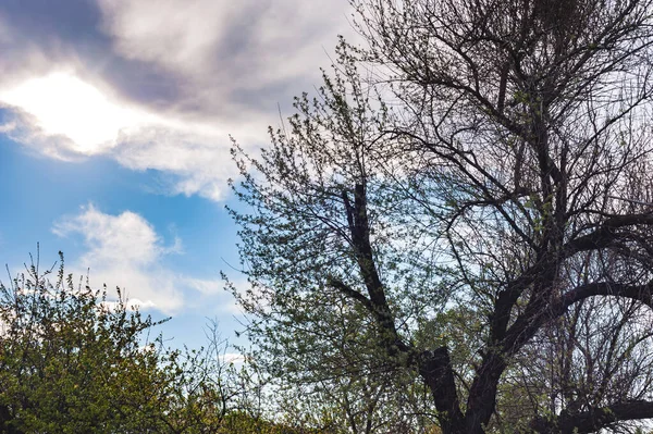 森の中の春の日 最初の緑の葉を持つ古い木 白い雲と青い空 — ストック写真