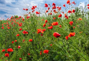 Bahar günü. Çiçek açan kırmızı tarla gelincikleri. Arka plan bulanık..
