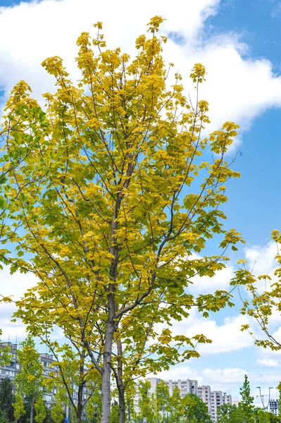 Árboles Decorativos Amarillo Verdes Contra Cielo Azul Con Nubes Blancas — Foto de Stock