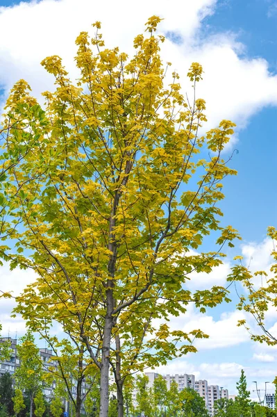 Gelb Grüne Zierbäume Vor Blauem Himmel Mit Weißen Wolken Wohnhäuser — Stockfoto