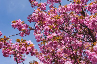 Parkta güneşli bir bahar günü. Mavi gökyüzüne karşı çiçek açan Sakura dalı. Arka plan bulanık..