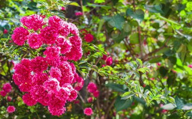 Pembe güller açan parlak arkaplan. Boşluğu kopyala.