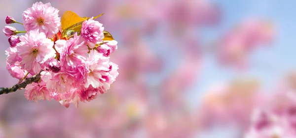 Весенний Фон Ростком Цветущей Сакуры — стоковое фото