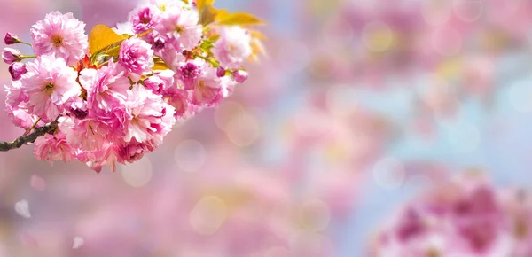 Весенний Фон Ростком Цветущей Сакуры — стоковое фото