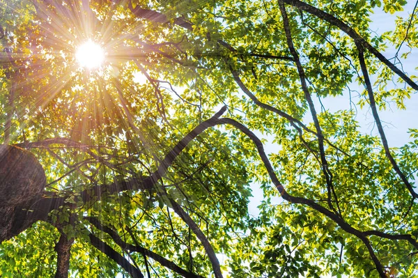 Sol Brilha Através Dos Ramos Árvore Céu Brilha Através Dos — Fotografia de Stock