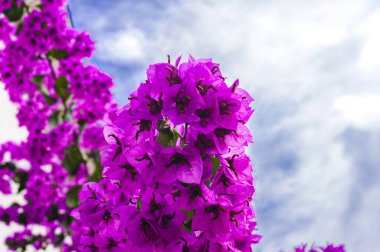 Hırvatistan. Bougainvillea şubesi gökyüzüne karşı. Uzayı kopyala.