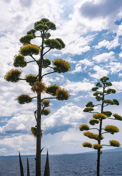 Flores Agave Pedúnculo Alto Cielo Azul Con Nubes Blancas — Foto de Stock