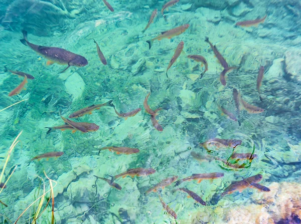 クロアチア プリトヴィツェ湖の澄んだ水で泳ぐ魚の群れ — ストック写真