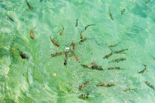 Croatia School Fish Swimming Clear Water Plitvice Lakes Copy Space — Stock Photo, Image