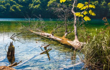 Hırvat. güneşli bir gün. Plitvice Gölleri Ulusal Parkı. Temiz suda dallar ve ağaç parçaları. Boşluğu kopyala.